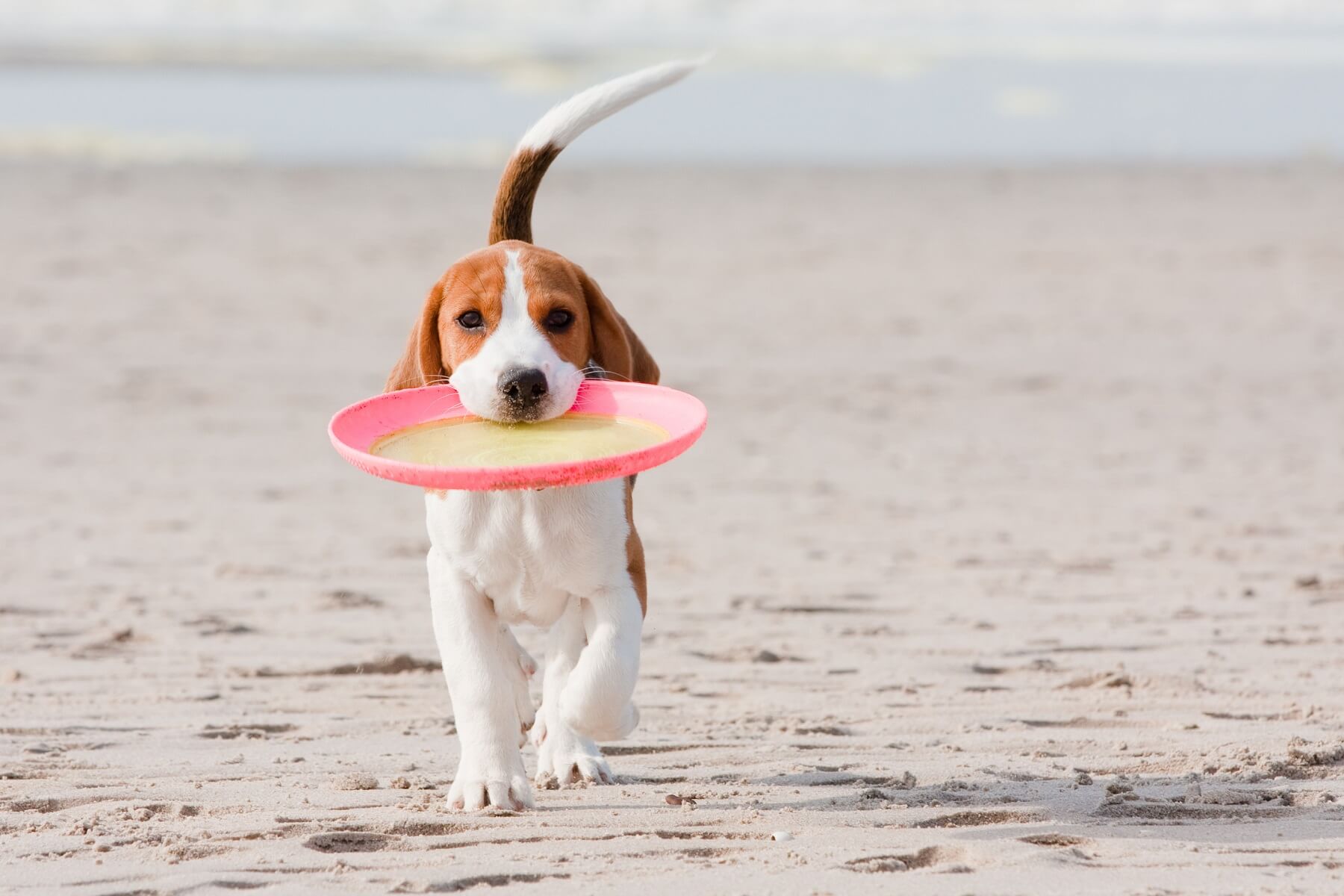 beagle with a pink frisbee on the beach