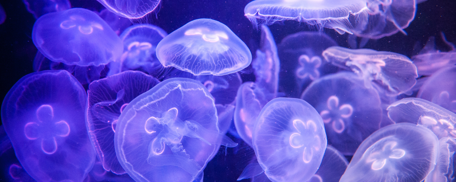 jellyfish in aquarium