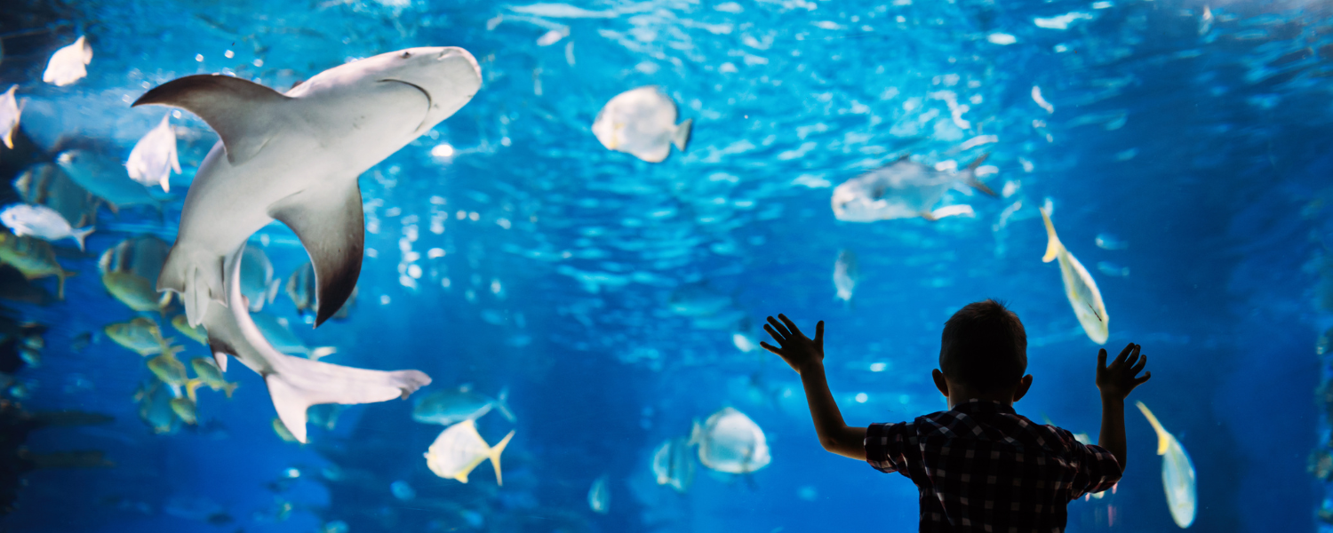 boy looking at shark in aquarium