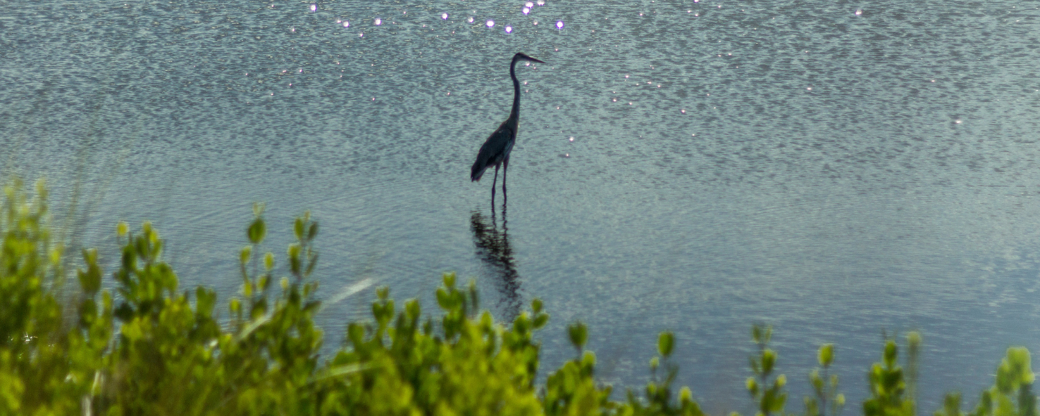 heron in water, Anahuac National Wildlife Refuge