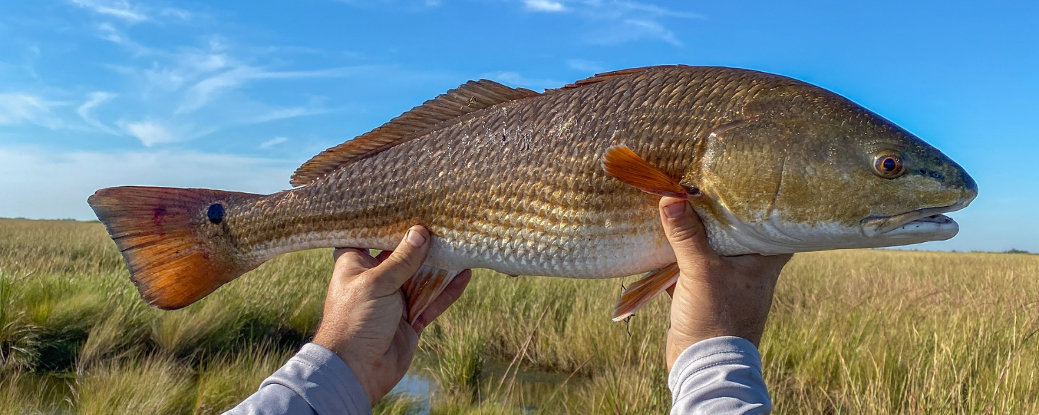 redfish