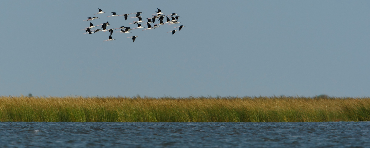 birds migrating over marsh